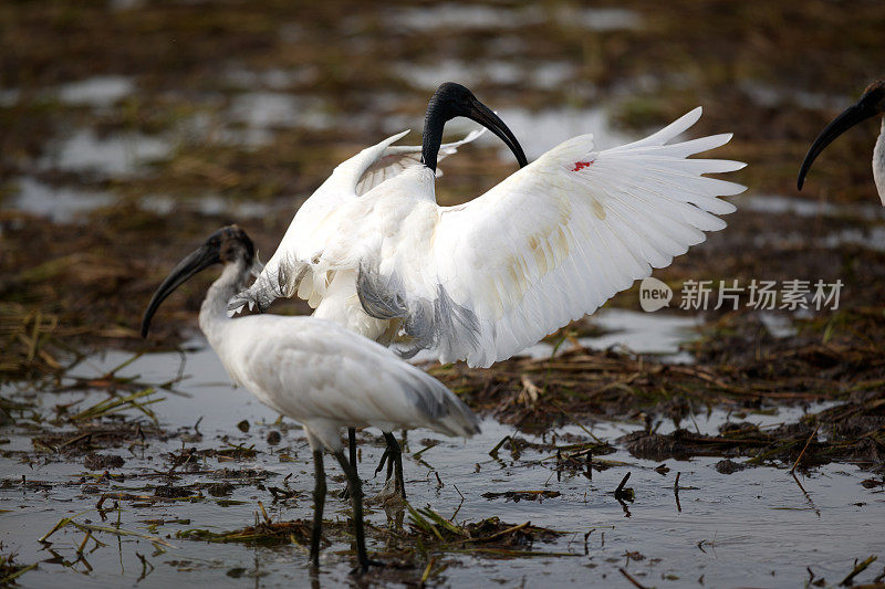 水鸟，成年黑头朱鹭(Threskiornis melanocephalus)，也被称为东方白朱鹭，印度白朱鹭和黑颈朱鹭。